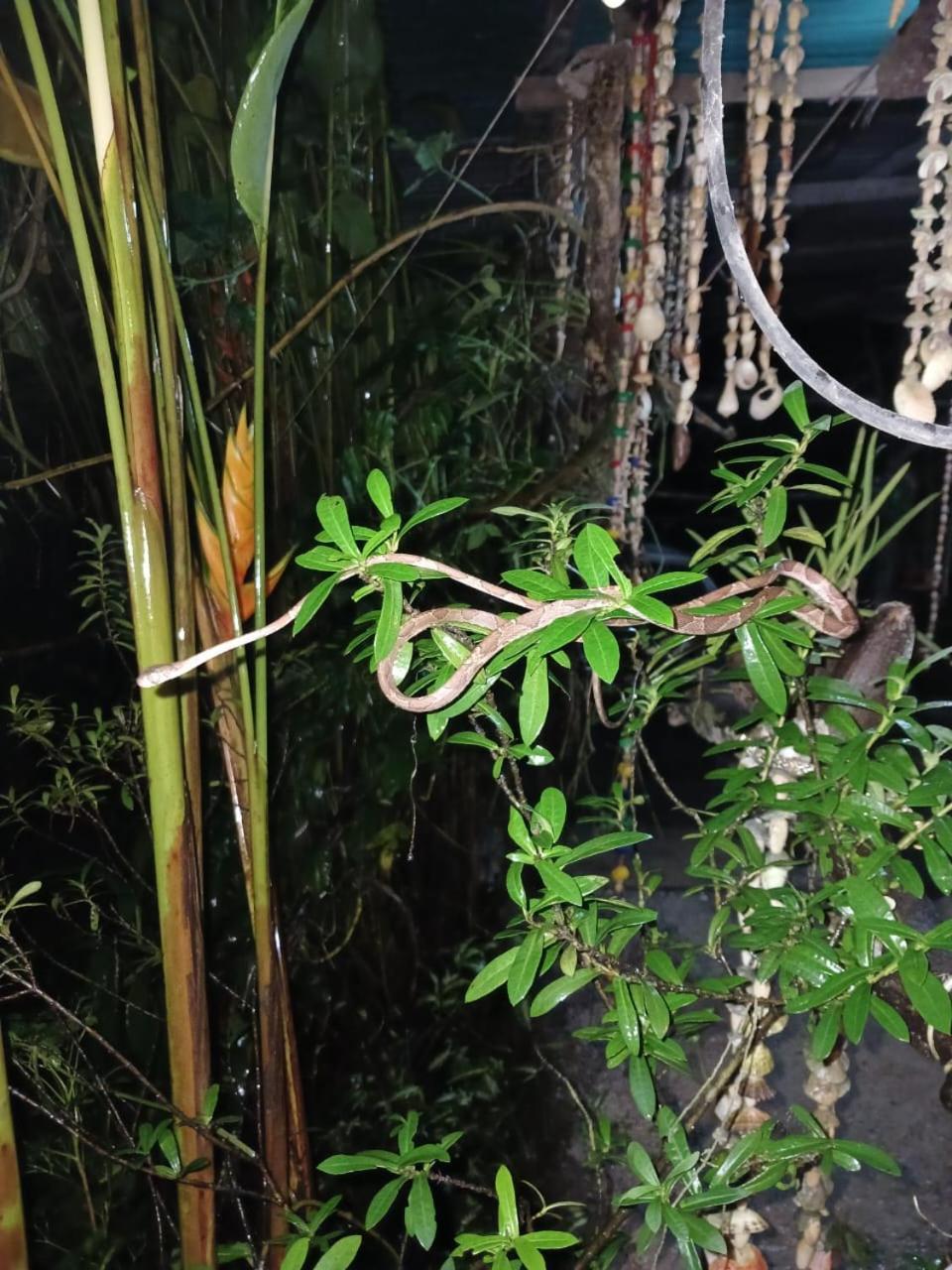 Los Paniquines Ecolodge Drakes Bay エクステリア 写真